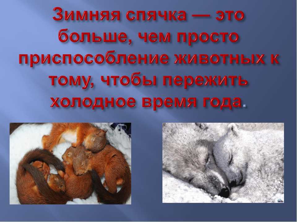 Что такое спячка кратко. Животные впадающие в спячку. Какие животные впадают в спячку зимой. Какие животные в спячке зимой. Звери в спячке зимой.