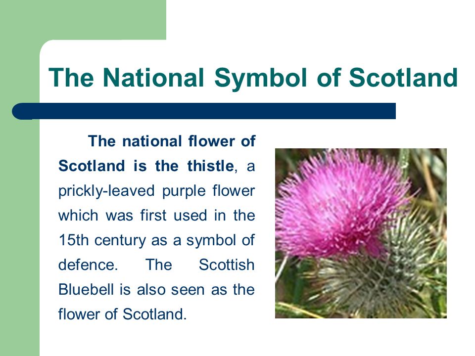 What is the symbol of scotland