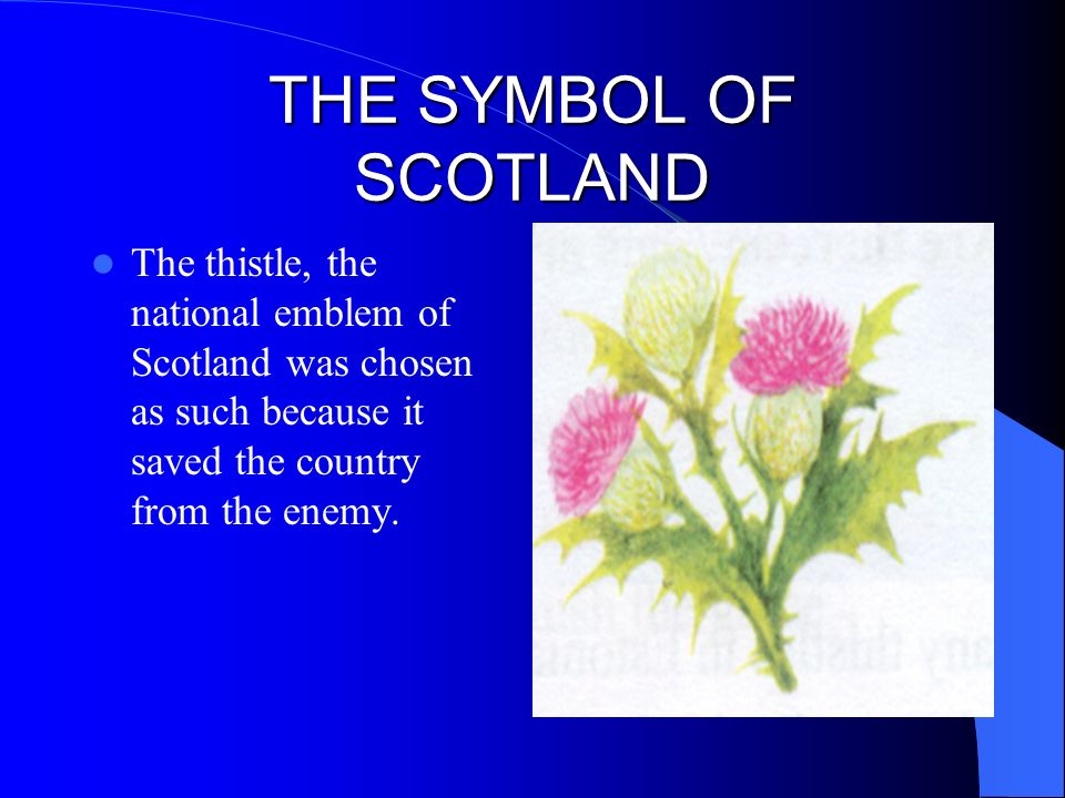 What is the symbol of scotland