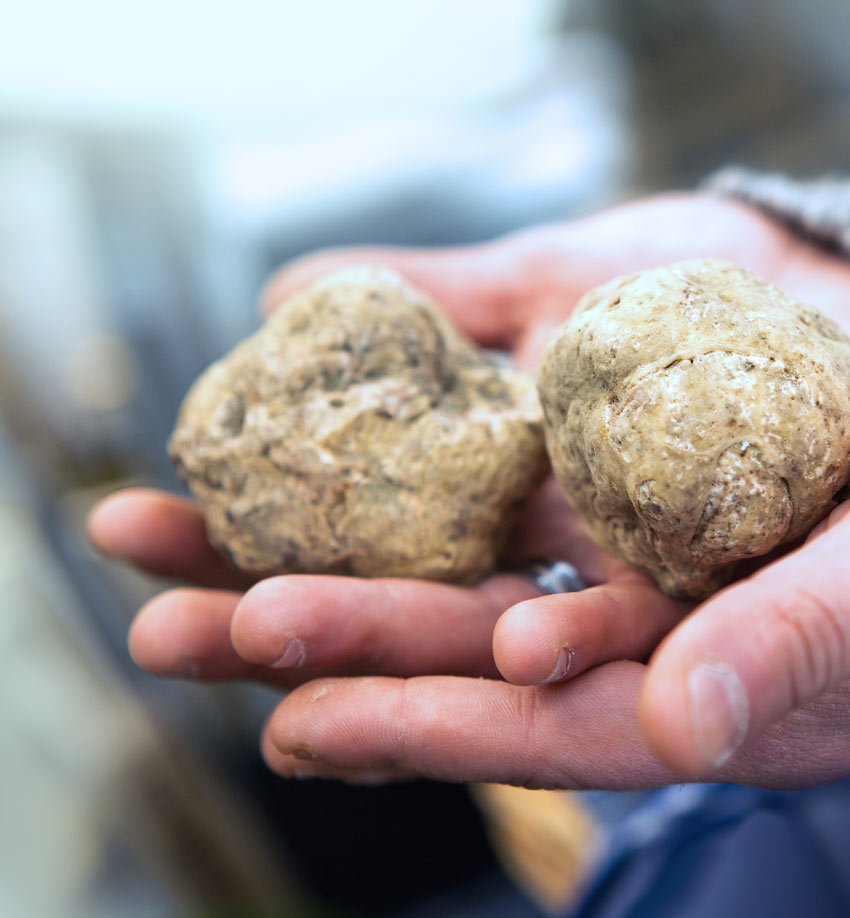 Поиск трюфелей. Tartufo трюфель. Морской трюфель. Сбор трюфелей. Охота на трюфели.