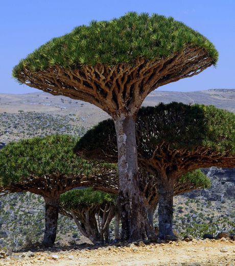 Socotra islands scenery in Yemen