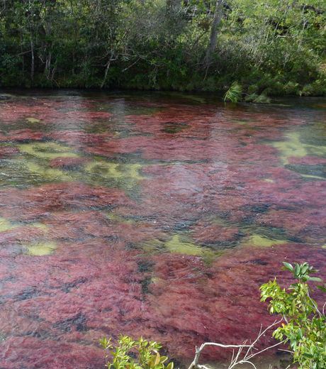 The Canos Cristales en Colombia known as "the river of five colors" 