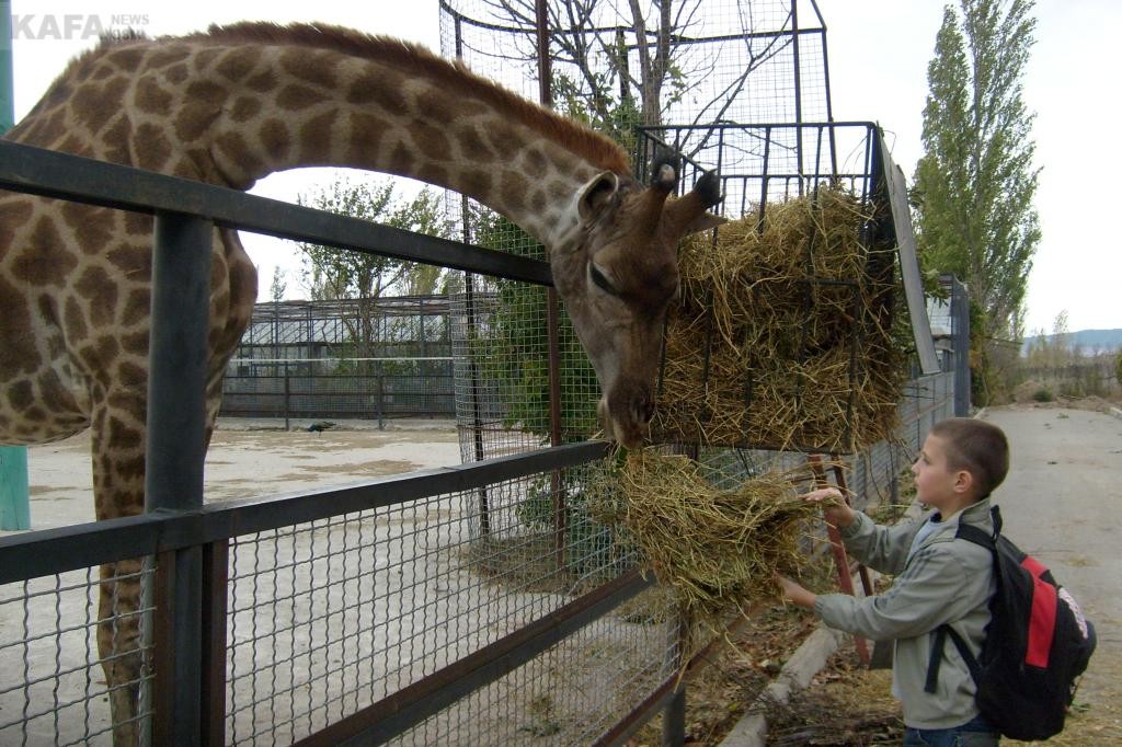 Большой зоопарк видео. Тайган сафари парк в Крыму. Зоопарк Тайган в Крыму. Парк Тайган зоопарк. Белогорск зоопарк Тайган.