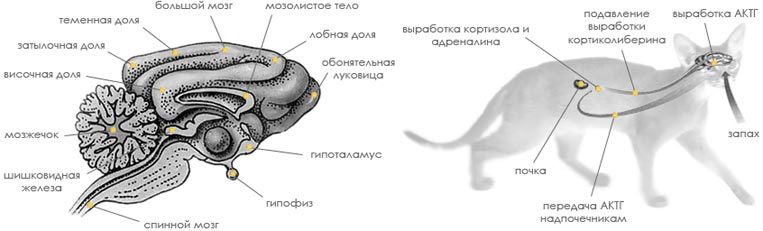 Мозг кота. Строение головного мозга кота. Головной мозг кошки анатомия. Эпифиз: строение у животных. Анатомия нервной системы кошки.