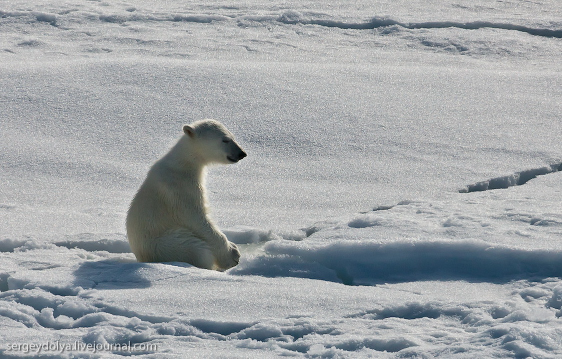 Медведи живут на севере. Белый медведь Северный полюс. Северный полюс Умка. Белый медведь Умка. Медведь на полюсе.
