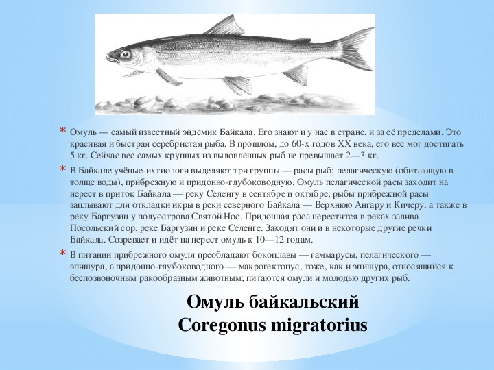 Омуль рыба фото описание. Байкальский омуль эндемик. Рыба эндемик озера Байкал. Эндемики и реликты Байкала.. Назовите 5 эндемиков Байкала.