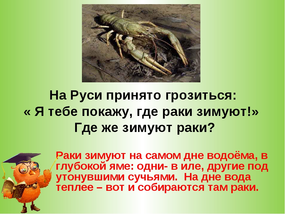 Произведение раково. Где зимует ласка. Где обитают рачки. Где и как зимуют раки,юмор. Тебе показать, где я зимовал.