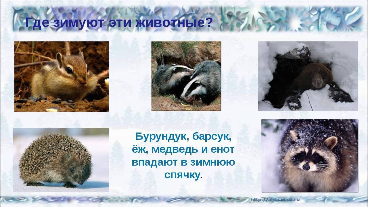 Зимняя спячка является явлением живой природы. Животные в спячке. Животные которые впадают в спячку зимой. Дикие животные которые впадают в спячку зимой. Животны екотрые зимой впадают в спячку.