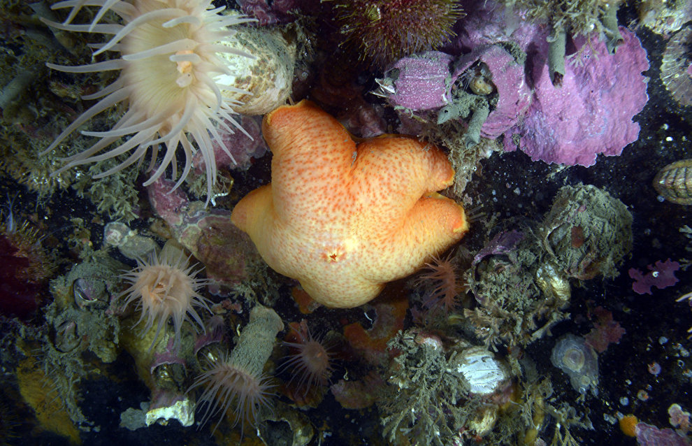 Ледовитые обитатели океана. Северный Ледовитый океан подводный мир. Морские растения. Подводные обитатели.