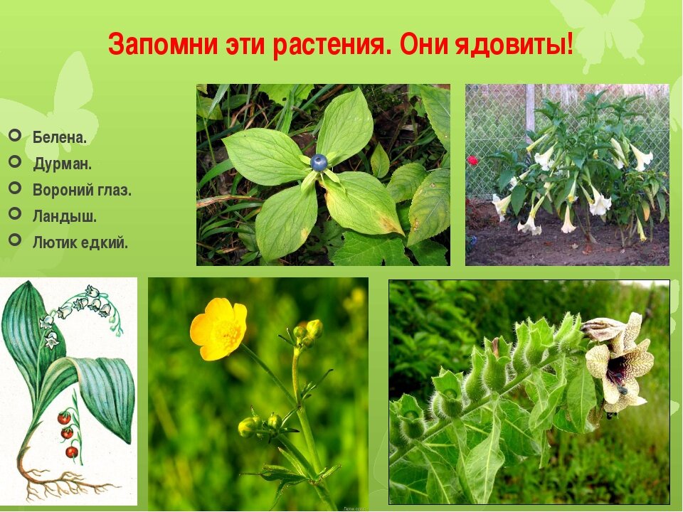 Важные растения в россии. Ядовитые растения. Несъедобные растения. Ядовитые растения названия. Опасные ядовитые растения.