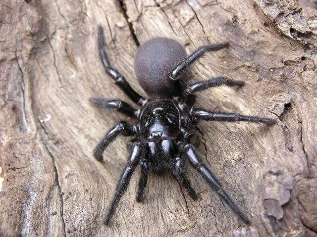 Сиднейский ворончатый паук (Sydney Funnel web spider)