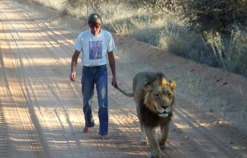 11-летняя дружба между львом и человеком, который его спас (9 фото + видео)