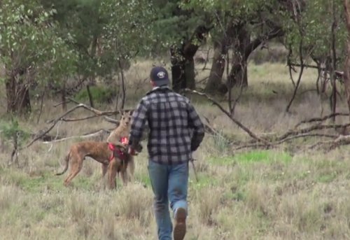 Парень ударил кенгуру кулаком в морду, чтобы спасти свою собаку