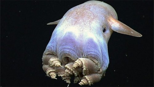 ТОП-25: Самые ужасные морские монстры, о существовании которых вы могли не знать