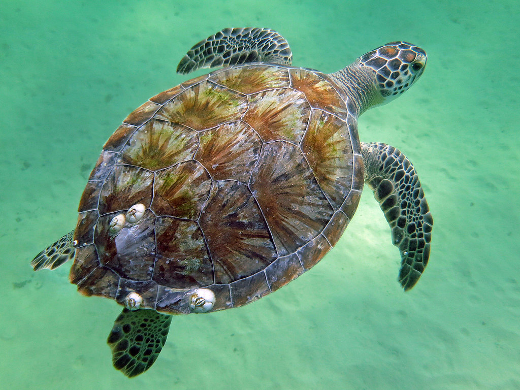 T turtle. Морские черепахи черепахи. Морская черепаха сбоку. Атлантическая Ридлея черепаха. Морская черепаха снизу.