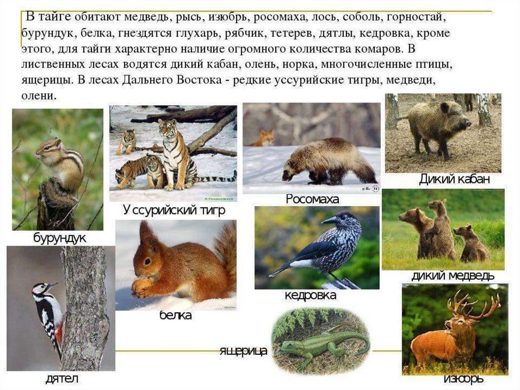 Какие звери находятся. Животный мир тайги в России. Животные обитающие в тайге. Звери обитающие в тайге. Какие животные обитают в т.