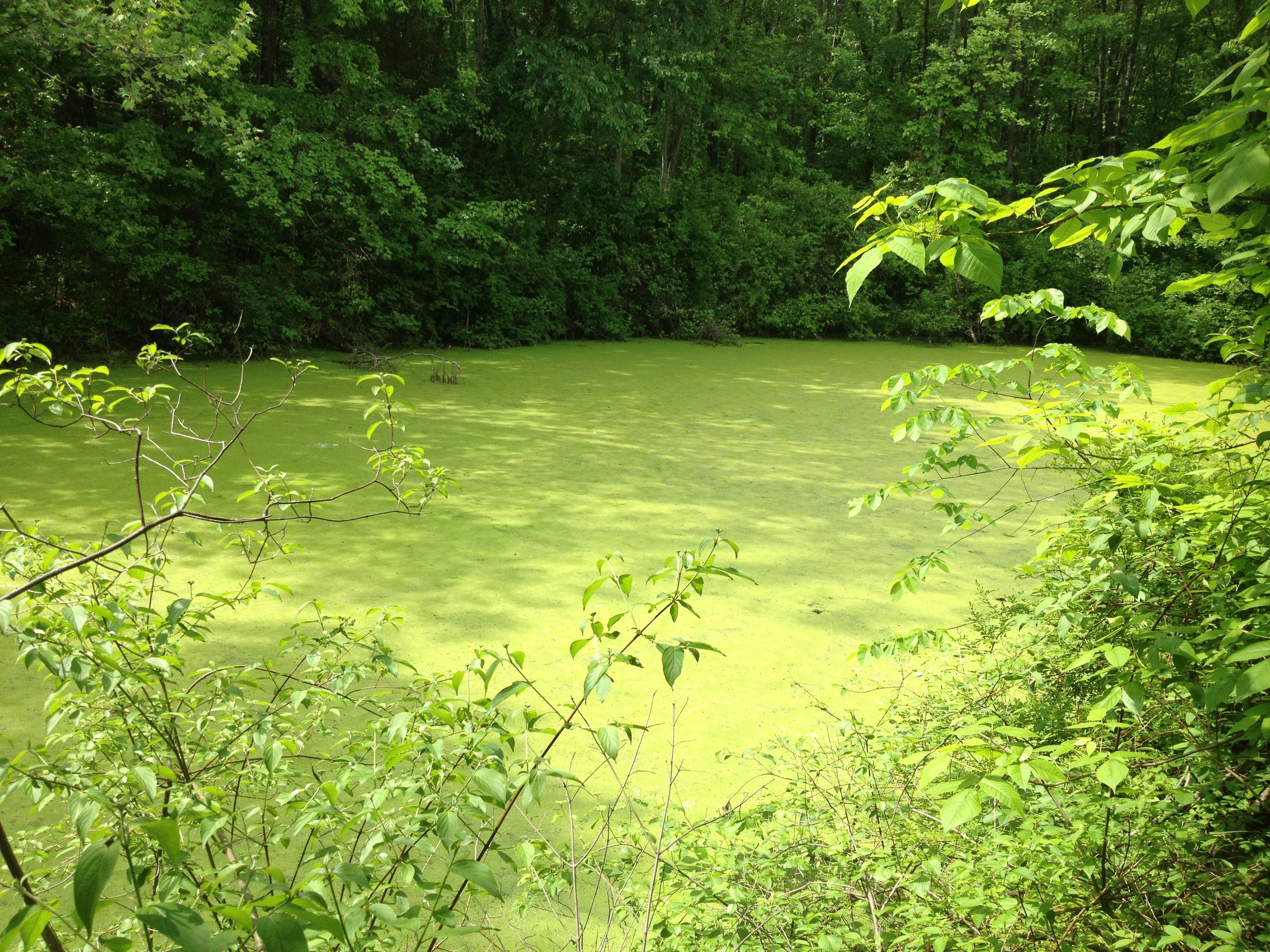 Зеленая вода в озере. Зеленый пруд. Зелёная вода в водоёмах. Зеленая вода в пруду. Зеленая вода в реке.