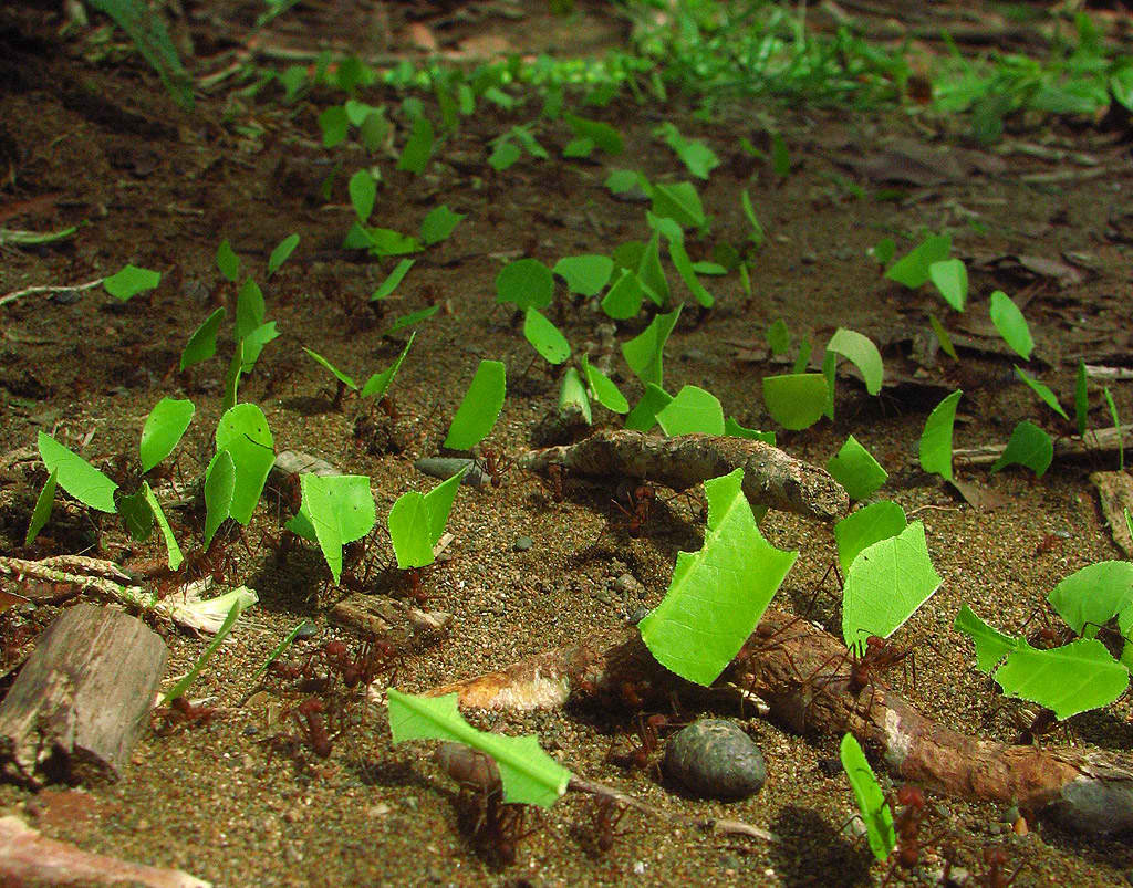 Колония муравьев-листорезов, фото