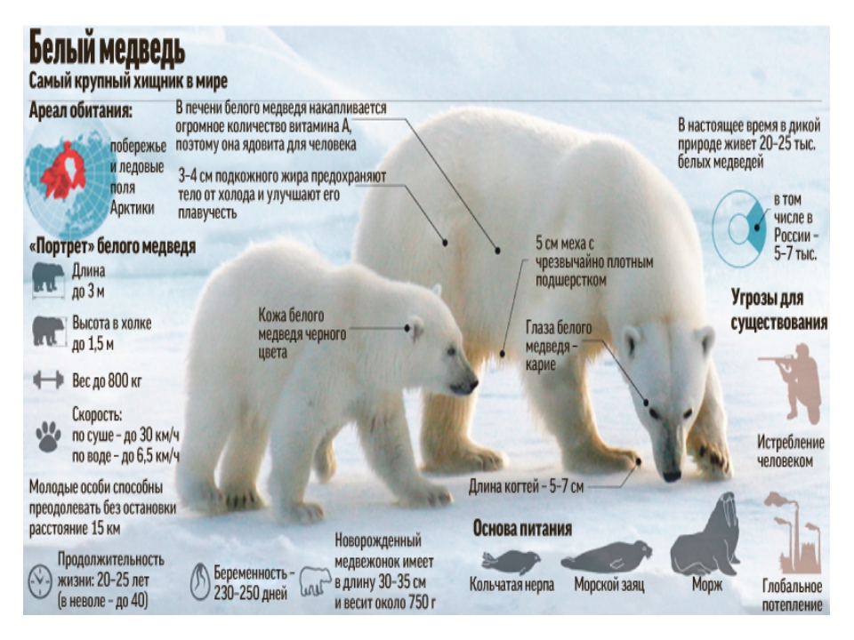 Особенности внутреннего строения медведя. Белый медведь вес и рост. Медведь масса тела белого медведя. Вес белого медведя взрослого. Белый медведь Размеры.