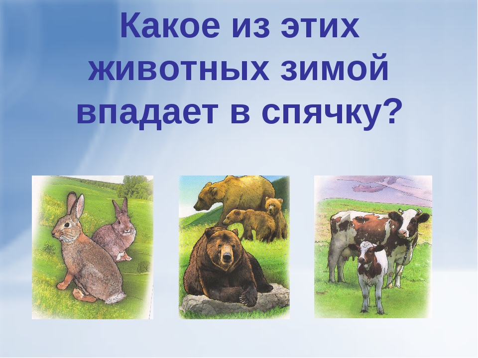 Кто впадает в спячку зимой. Какие из этих животных не впадают в спячку. Кто не впадает в зимнюю спячку. Кто из этих животных не впадает в зимнюю спячку. Игра кто из зверей впадает в зимнюю спячку.