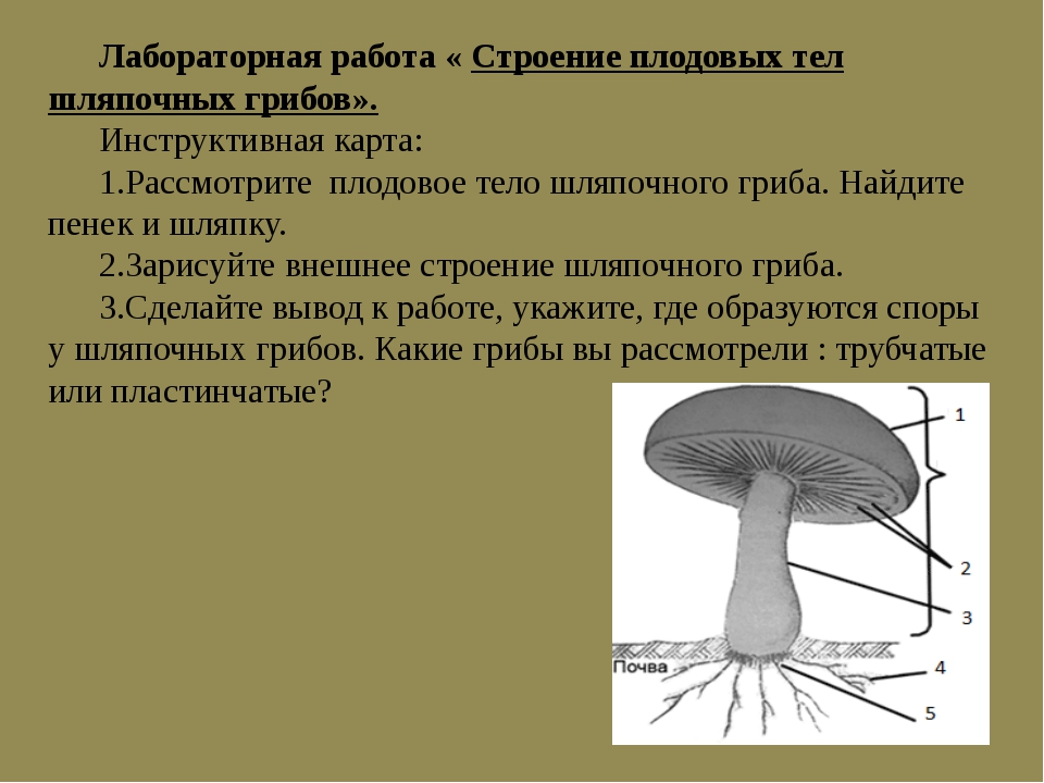 Тест грибы 5 класс биология с ответами. Грибы строение шляпочных грибов. Строение шляпочного гриба биология. Лабораторная работа строение шляпочного гриба. Шляпочные грибы биология 6 класс лобороторка.