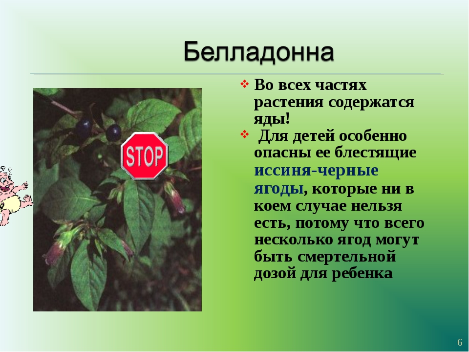 Доклад мир растений 3 класс. Рассказ о ядовитом растении. Опасные ядовитые растения. Ядовитые растения описание. Сообщение о ядовитых растениях.