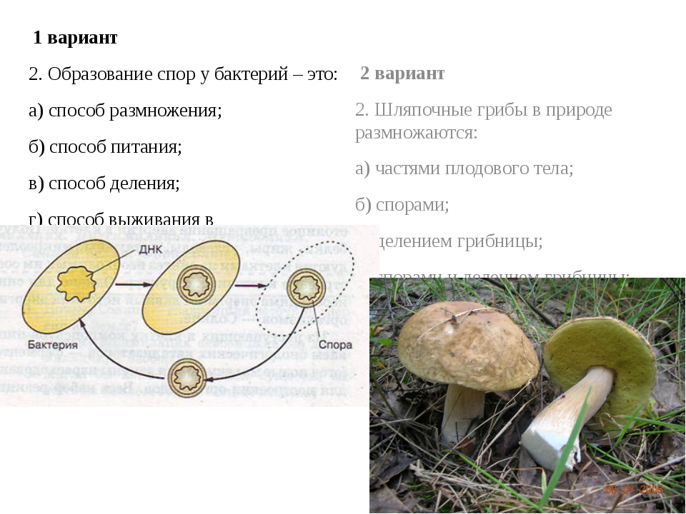 Чем отличается спора гриба. Грибы тест. Споры бактерий и грибов. Тест растения грибы бактерии. Движение грибов.