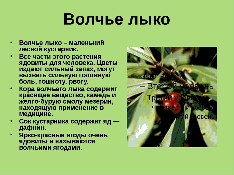 Мир растений сообщение 3 класс. Рассказ о ядовитом растении 3 класс. Сообщение о ядовитых растениях. Ядовитые растения доклад. Доклад на тему ядовитые растения.