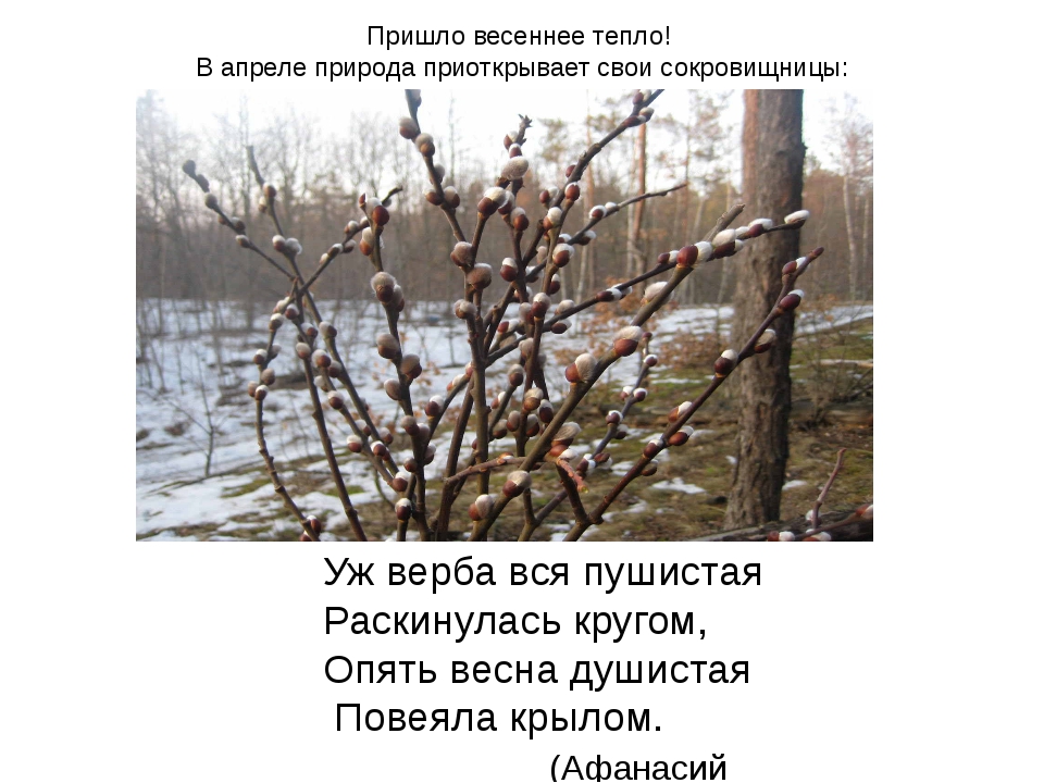 Где тепло в апреле. Афанасий Фет уж Верба вся пушистая. Про тепло наступает к весне. Весна пришла и тепло принесла. Опять Весна Весна пришла.