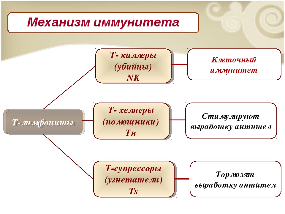 Иммунитет биология 8. Иммунная система таблица 8 класс. Схема иммунитета 8 класс биология. Иммунитет 8 класс биология. Иммунитет человека биология.