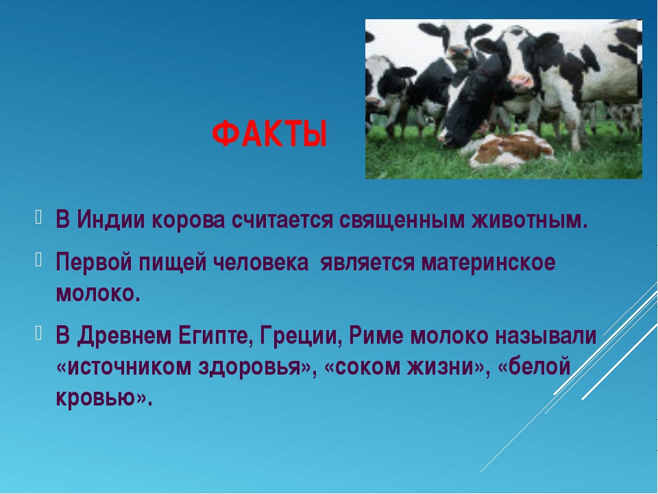 Корова доклад 3 класс окружающий. Факты о коровах. Интересная информация о корове. Интересное о коровах. Интересные факты о домашних животных.
