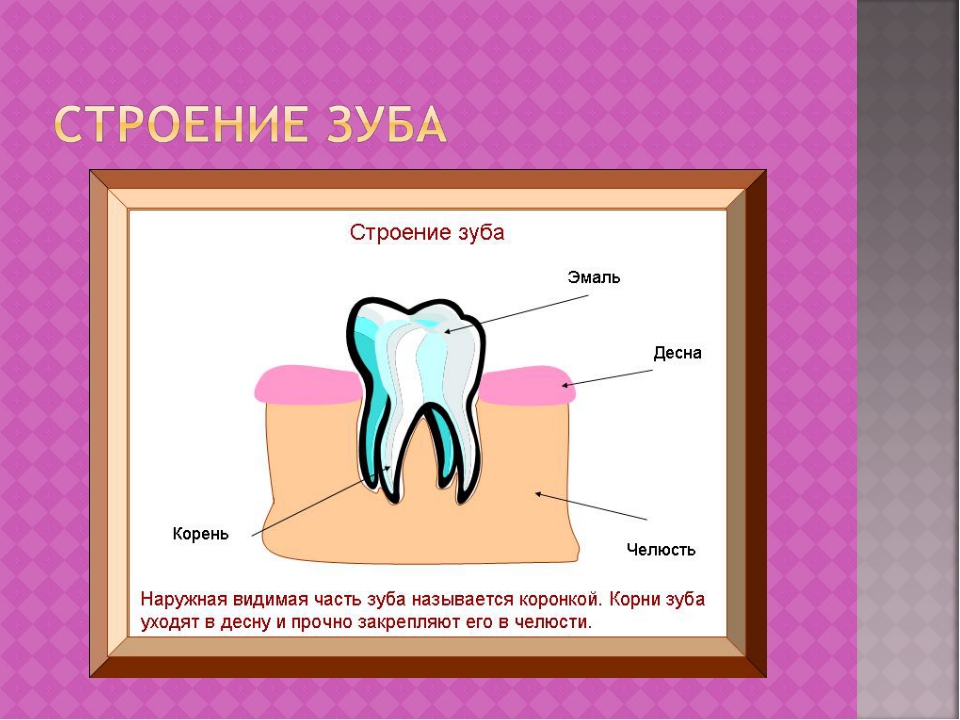 Конспект строение. Проект на тему зубы. Проект Здоровые зубы.