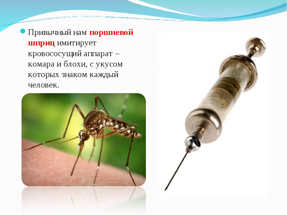 Благодаря которым можно будет. Изобретения подсказанные природой. Изобретения взятые у природы. Кровососущий аппарат комара. Изобретения которые человек позаимствовал у природы.