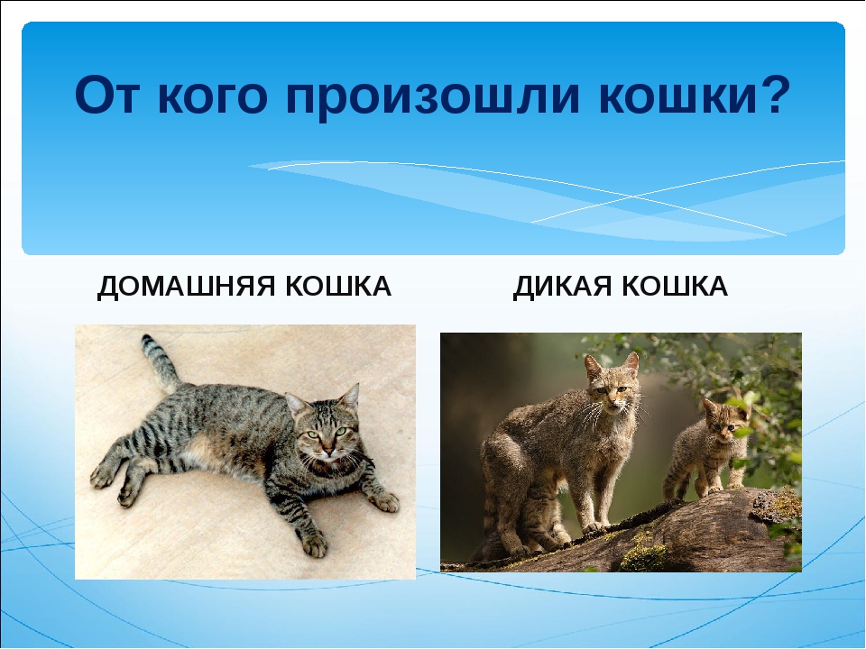 Чем отличаются домашние животные от диких. Предки домашних кошек. Кошки произошли от. Дикий предок домашней кошки. От кого произошли кошачьи.