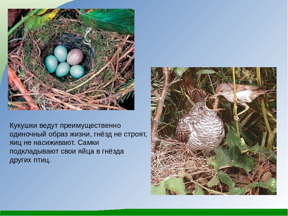 Какой гнезде в жизни. Гнездо кукушки. Кукушка откладывает яйца в гнезда. Гнездо с яйцом кукушки. Птицы которые высиживают яйца.
