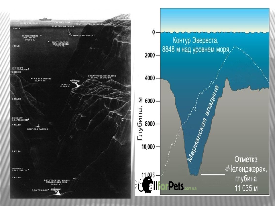 Метров день. Глубина Марианская впадина глубина. Эверест и Марианская впадина. Марианская впадина рельеф дна. Глубина Мариинской впалины.