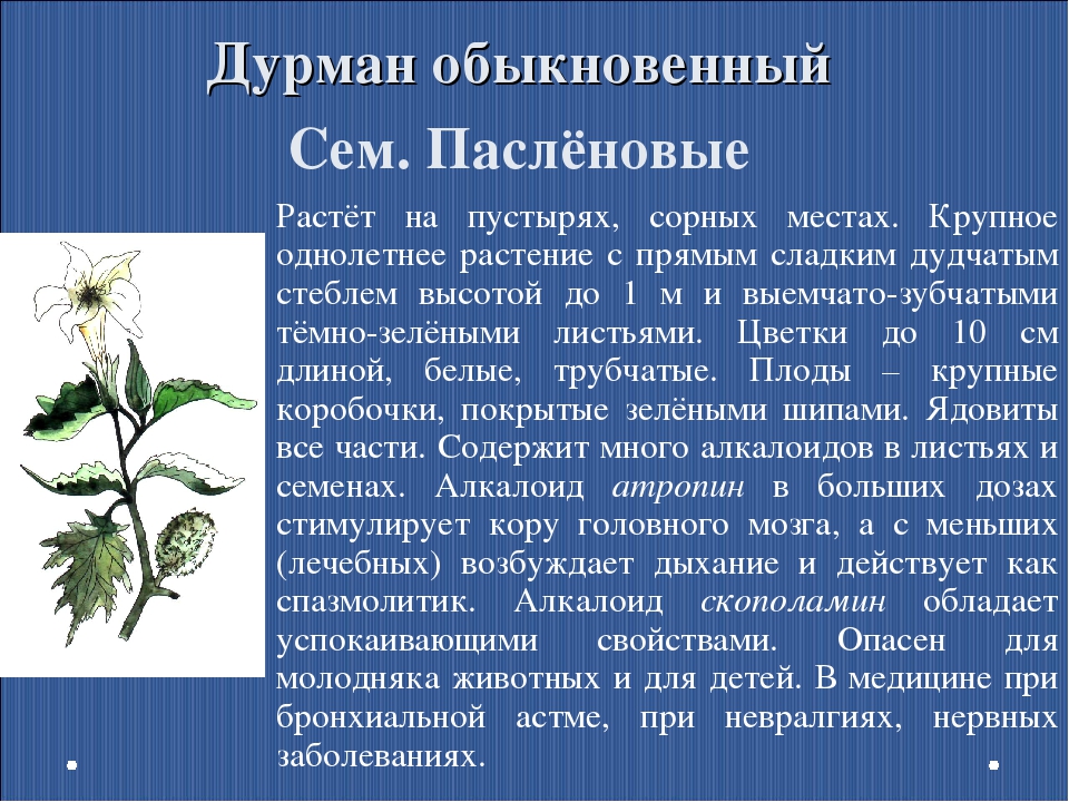 Дурманом сладким. Ядовитые растения России доклад. Ядовитые растения доклад. Сообщение на тему ядовитые растения. Ядовитые растения презентация.