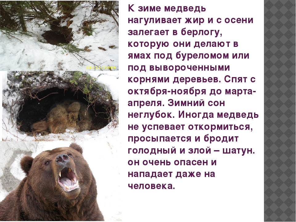 К чему снится много медведей