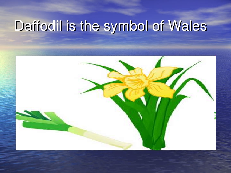 Какой символ уэльса. National Emblem of Wales. Символ Уэльса. Daffodil is a symbol of Wales. Лук-порей символ Уэльса.