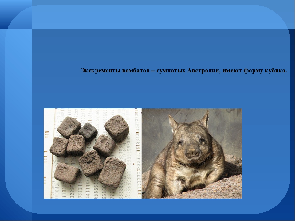 Кал вомбата. Квадратные экскременты вомбата. Помет вомбата. Какашки вомбата. Вомбат помет кубиками.