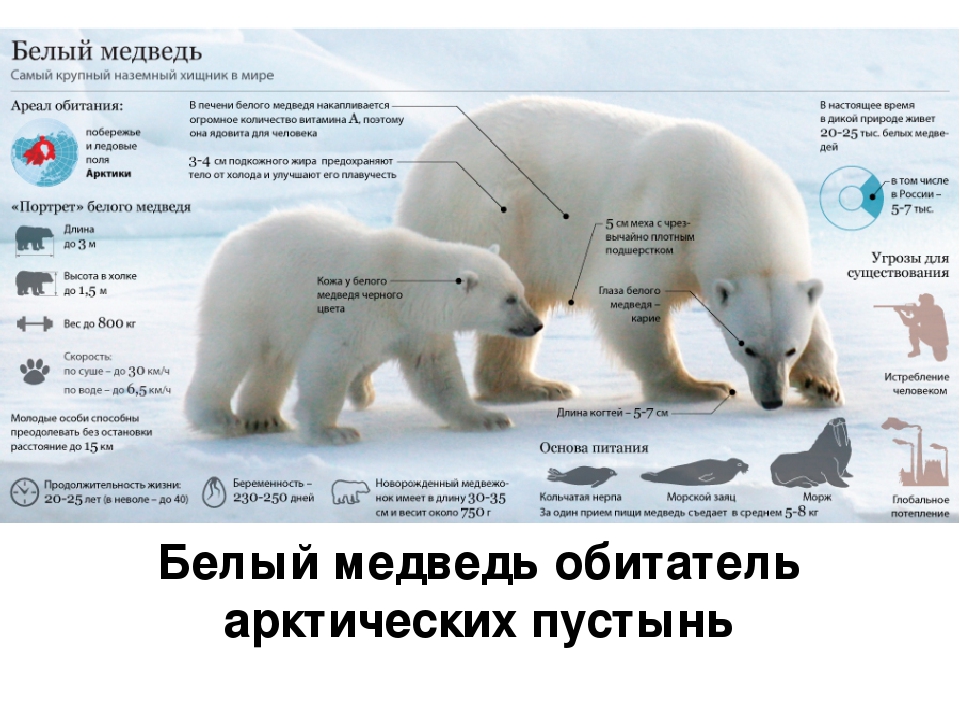 Бурый медведь приспособления. Среда обитания белого медведя. День белого медведя. Белый медведь обитание. Полярный медведь Размеры.