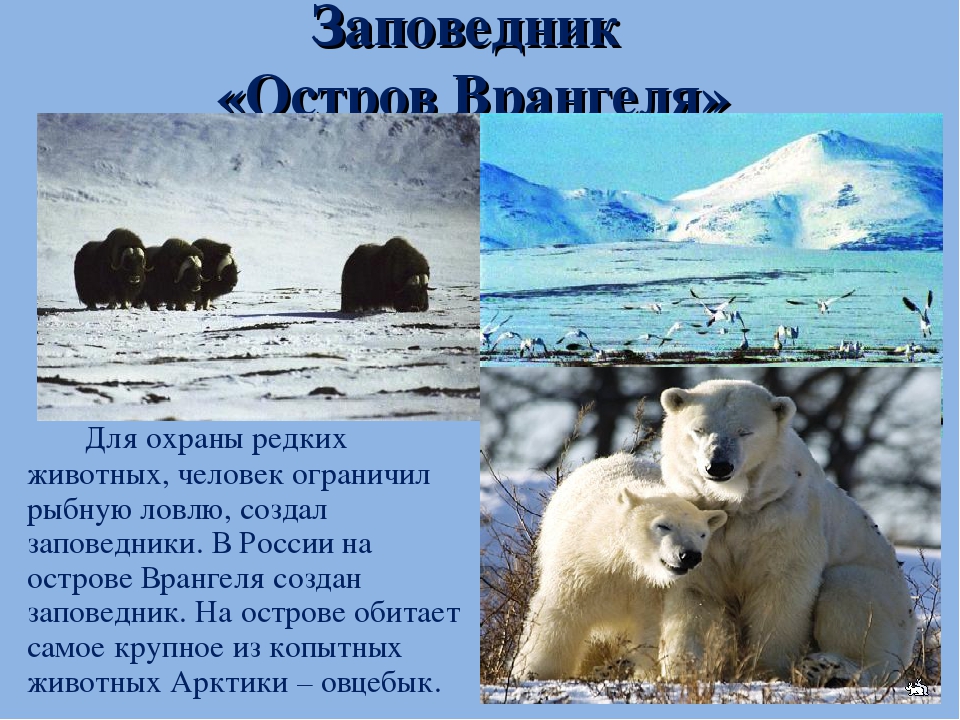 Какой объект носит имя врангеля. Заповедник Врангеля. Остров Врангеля заповедник. Заповедник «остров Врангеля» (Чукотка). Остров Врангеля заповедник природная зона.