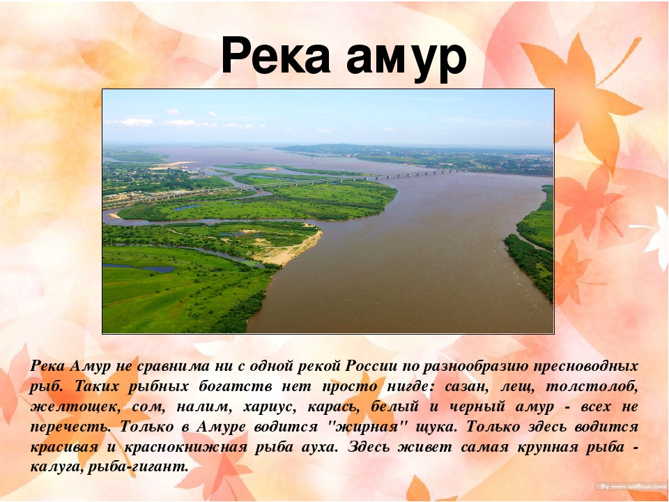 Положение реки амур в россии