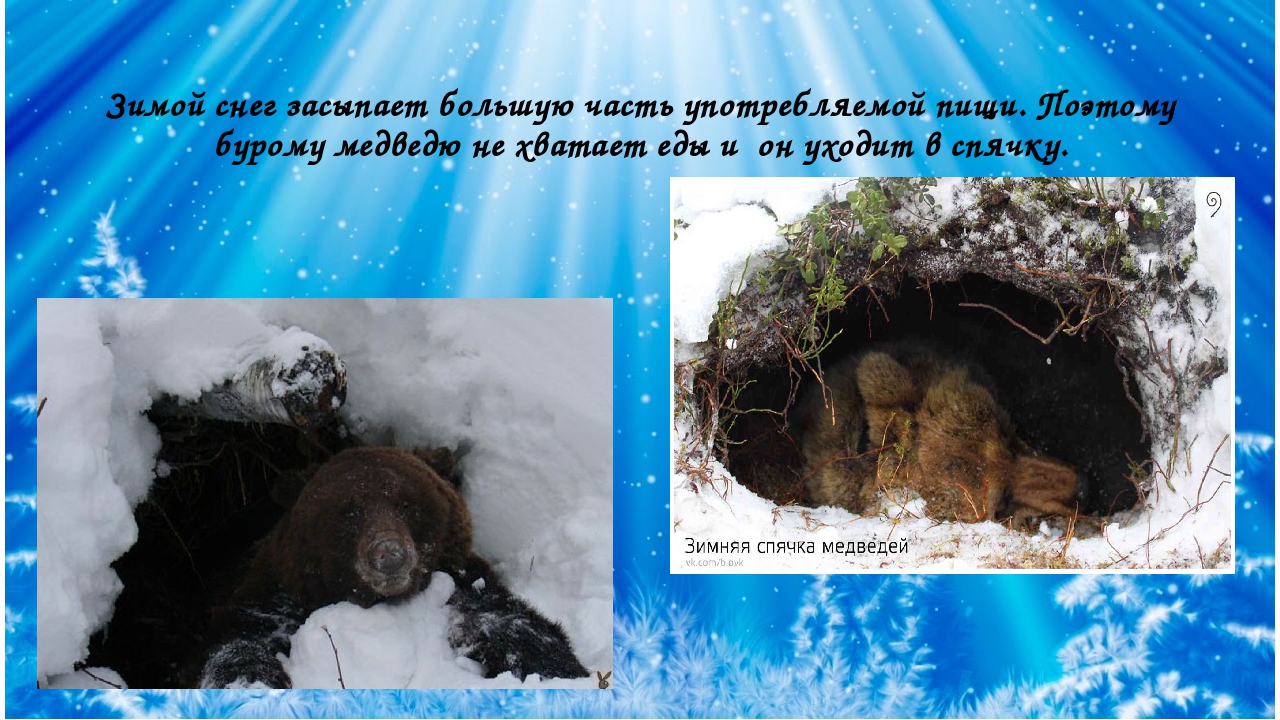 Зимняя спячка является явлением живой природы. Спячка медведя зимой. Спящий медведь в берлоге. Медведь зимой для детей. Медведь зимой в берлоге.