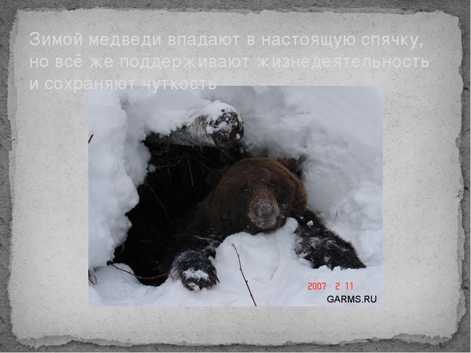 Яой спячка. Медведь зимой в берлоге. Зимняя спячка медведя. Медведь зимой впадает в спячку. Медведь в спячке.