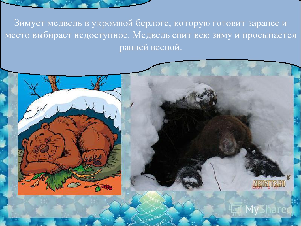 Зимняя спячка является явлением живой природы. Медведь зимой в берлоге. Медведь в спячке в берлоге. Животные зимой медведь в берлоге. Спячка медведя зимой.
