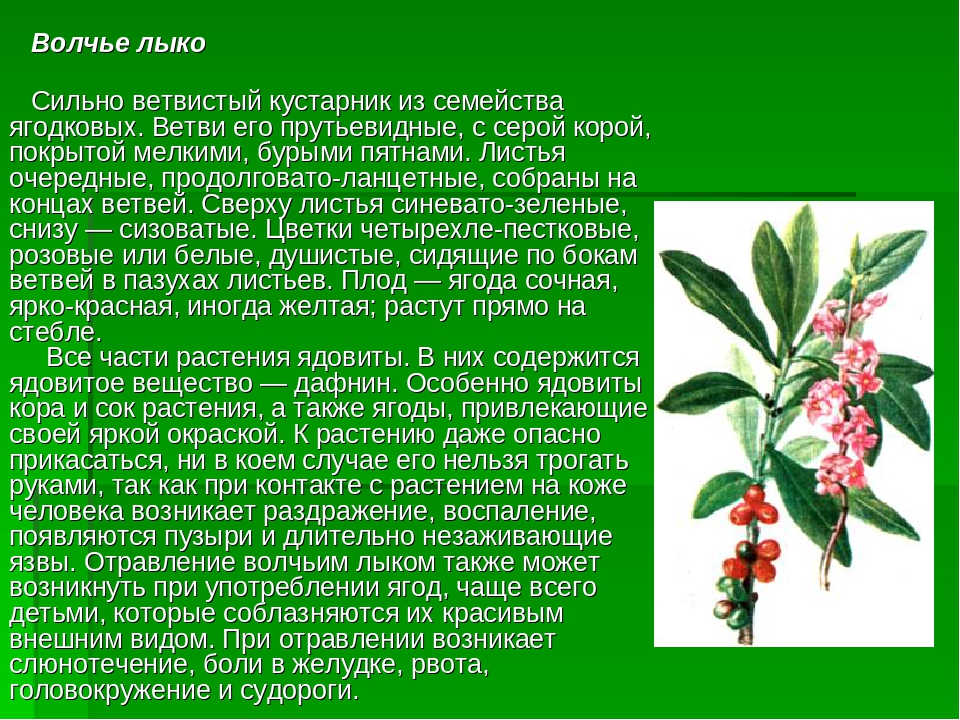 Доклад ядовитые. Волчье лыко растение. Доклад про Волчье лыко растение. Волчье лыко ядовитое растение описание. Сообщение о растение Волчье лыко 3 класс.