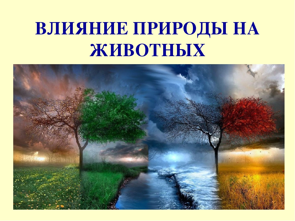 Как природа влияет на жизнь. Влияние природы на животных. Влияние на природу. Влияние природы на животных презентация. Влияние животных на природу сообщение.