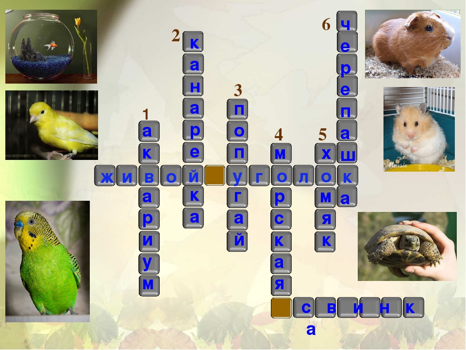 Животное живого уголка окружающий мир 2. Животные живого уголка. Обитатели живого уголка. Животные в живом уголке школы. Кроссворды о животных живого уголка.