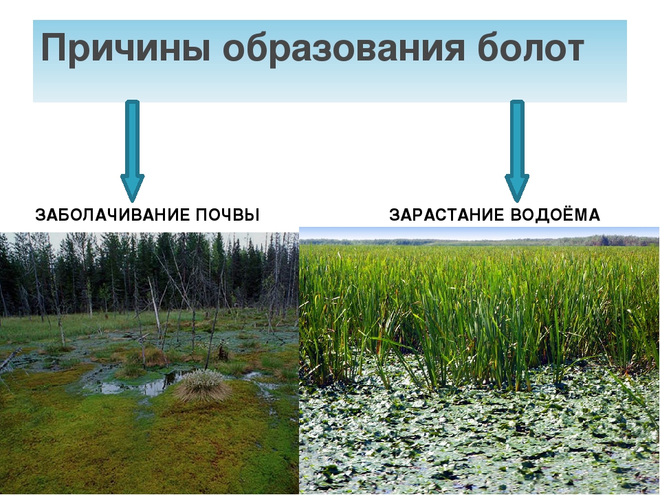 Чем отличается болото. Образование болота. Причина образование боло. Причины образования болот. Факторы образования болот.